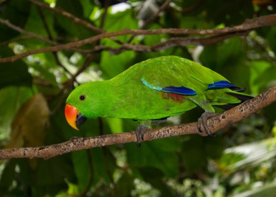 Eclectus Parrot (Eclectus roratus) Female ©Flickr Brian Gratwicke