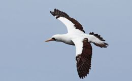 Sunday Inspiration – Frigatebirds, Gannets and the&nbsp;Booby
