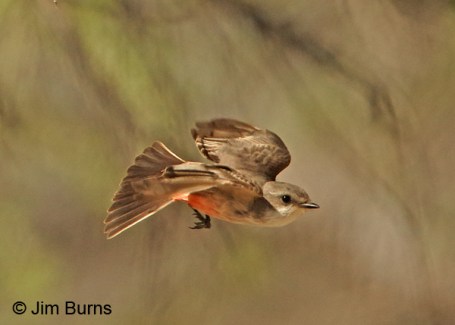 Vermilion-Flycatcher-female-flying.JimBurns