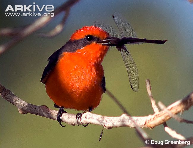 Vermilion-Flycatcher-male-with-dragonfly-prey.DougGreenberg-Arkive-photo