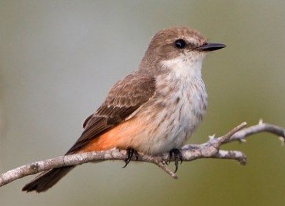 Vermillion Flycatcher
