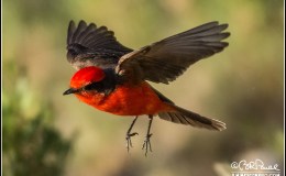 Christmas Birds – Red (Revisited in&nbsp;2022)