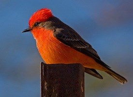 Vermillion-Flycatcher-on-post.LoisManowitz