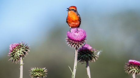 Vermillion-Flycatcher-on-thistle.Links-of-Utopia