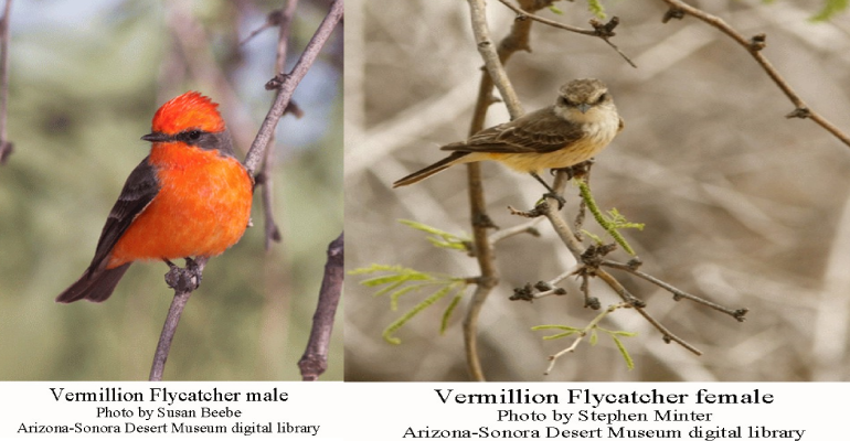 Vermillion-Flycatcher-pair.Arizona-SonoranDesertMuseum