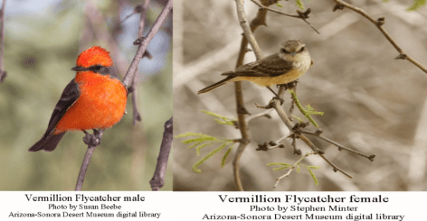 Vermillion-Flycatcher-pair.Arizona-SonoranDesertMuseum