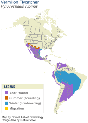 Vermillion-Flycatcher-Range-MAP.Cornell