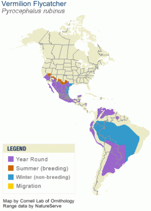 Vermillion-Flycatcher-Range-MAP.Cornell