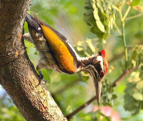 WhitenapedFlameback.Pinterest