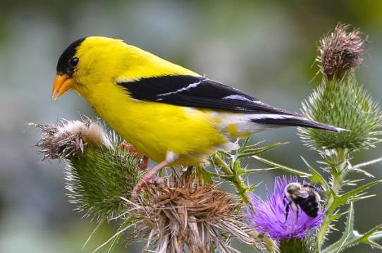 American-Goldfinch.Fredric-D-Nisenholz-BirdsandBlooms