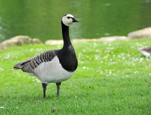 BarnacleGoose-LeedsCastle-Kent.ThomasCogley-sideview