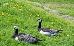 What’s Good For The Goose . . . May Be Relocating (To Another Summer&nbsp;Home)