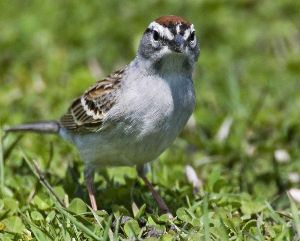 Chipping-Sparrow.AudubonSociety