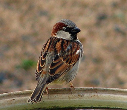 English-Sparrow.AllAboutBirds