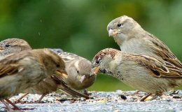 Lee’s Five Word Friday –&nbsp;8/4/17