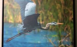 Birdwatching at Sea&nbsp;Pines