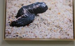 Lee’s Six Word Saturday –&nbsp;7/29/17