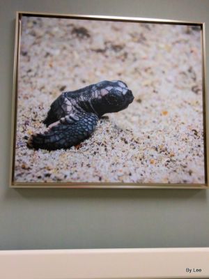 Baby Turtle Emerging from the Sand for the 1st time - At Sea Pines Rehab Hospital by Lee