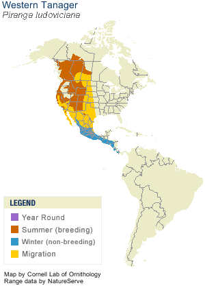 Western-Tanager.RangeMap-Cornell