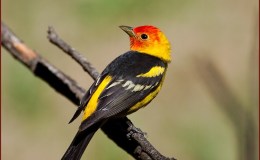 Birds of the Bible – Foundation Reviews in&nbsp;2022