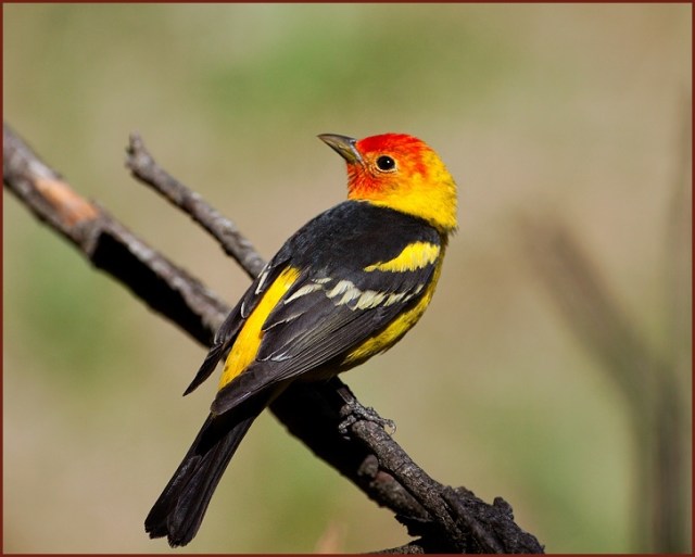Western-Tanager.WildBirdsUnlimited