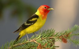 Western Tanager:  Red and Yellow, Black and&nbsp;White