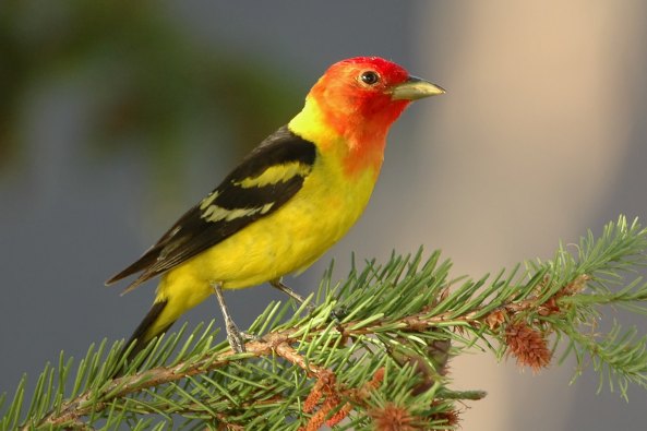 WesternTanager-on-evergreen-branch