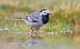 Palaces Are Known For Both Tattletales And&nbsp;Wagtails