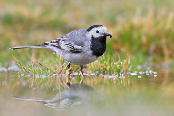 WhiteWagtail-InternetBirdCollection-IvanSjogren
