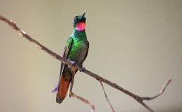 Avian and Attributes –&nbsp;Redeemer