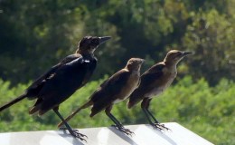 Lee’s Seven Word Sunday –&nbsp;8/13/17