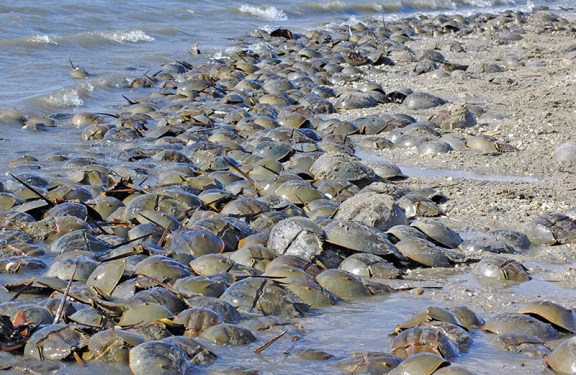 HorseshoeCrabs-DelawareBay-beach.GregoryBreese-USFWS