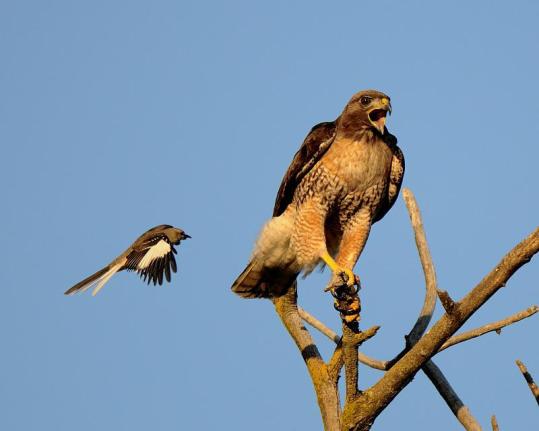Mockingbird-attacks-RedTailedHawk-flickr.com-photo