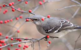 Mockingbirds:  Versatile Voices in Plain&nbsp;Plumage