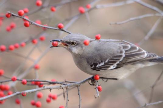 Mockingbird-eating-winterberries.JonesNaturePreserve