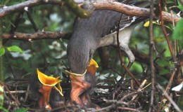 Birds of the Bible – Better Than The Birds&nbsp;IV