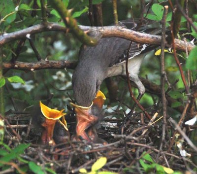 Mockingbird Feeding Young ©Americanfacts