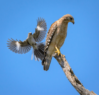 Mockingbird-harasses-RedShoulderedHawk-Floridaform.AllCreationSings