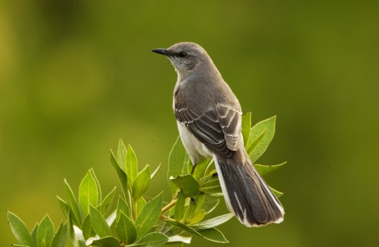 Mockingbird.RyanHagerty-USFWS