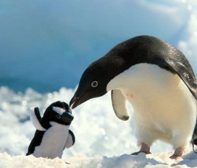 Mom and Baby Penquins ©Pinterest