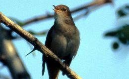 Avian and Attributes – Name Above All&nbsp;Names
