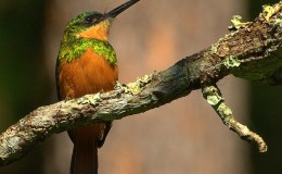 Avian and Attributes –&nbsp;Justifier