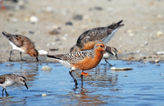 RedKnot-DelawareBay-beach.GregoryBreese-USFWS