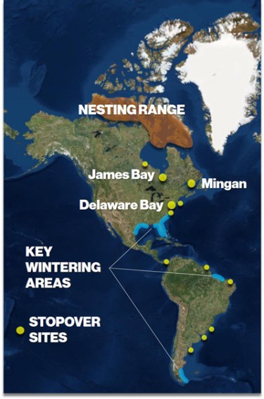 RedKnot-MigrationMap.NatureConservancy