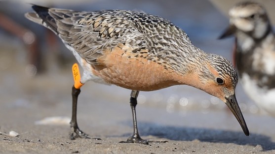 RedKnot-onshore.NatureConservancy-MJKilpatrick