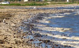Shorebirds Looney about Horseshoe Crab&nbsp;Eggs