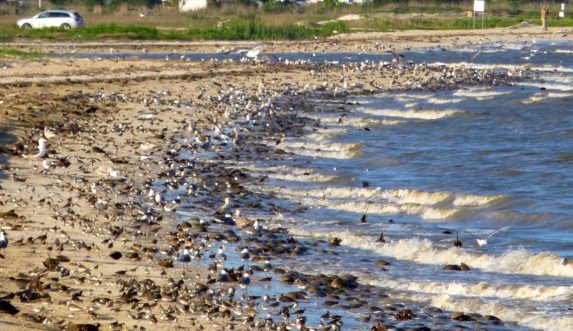 Shorebirds-HorseshoeCrabs-DelawareBay.LarryNiles