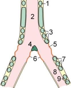 Syrinx-BirdAnatomy.Wikipedia-diagram