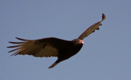 Airplane Fingers – Creation&nbsp;Moments