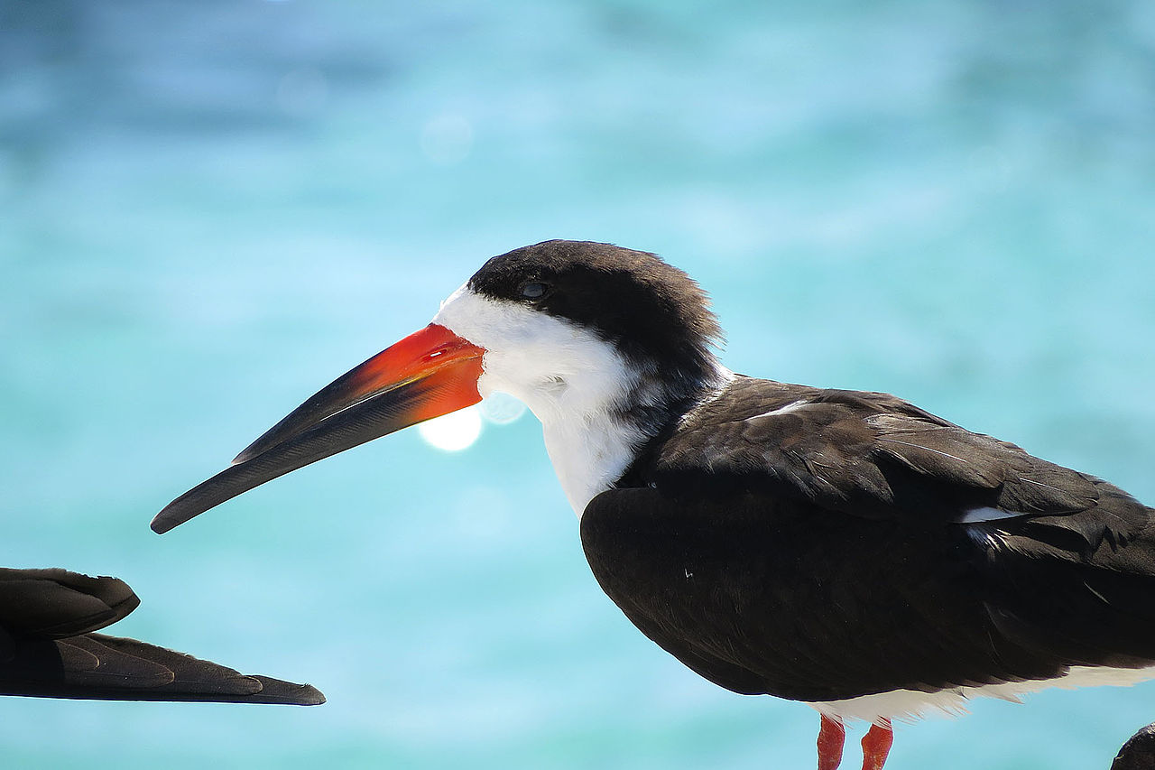 BlackSkimmer-Florida-migrant.Wikipedia